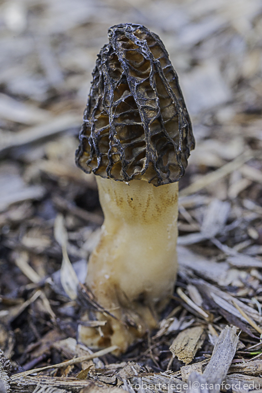 morel